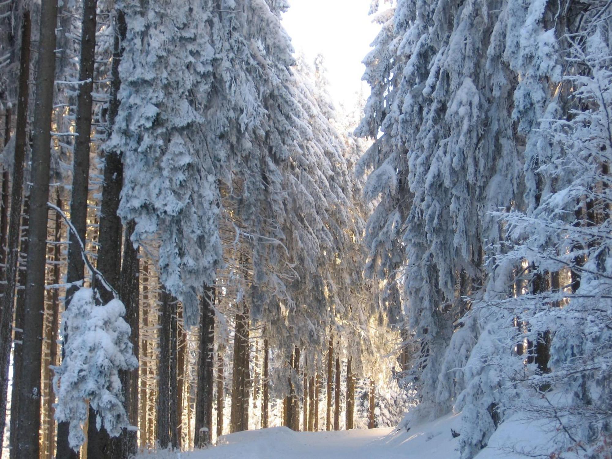 Apartmenthaus - Haus Am Schultal, Braunlage Eksteriør bilde